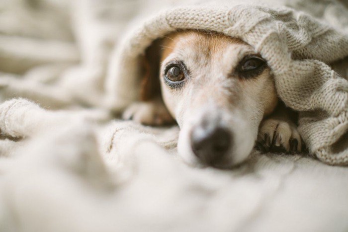 ブランケットを被って顔を出す犬