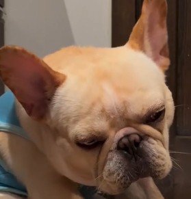 目を細める犬