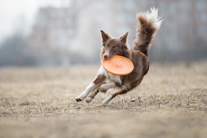 ディスクを咥えて走る犬