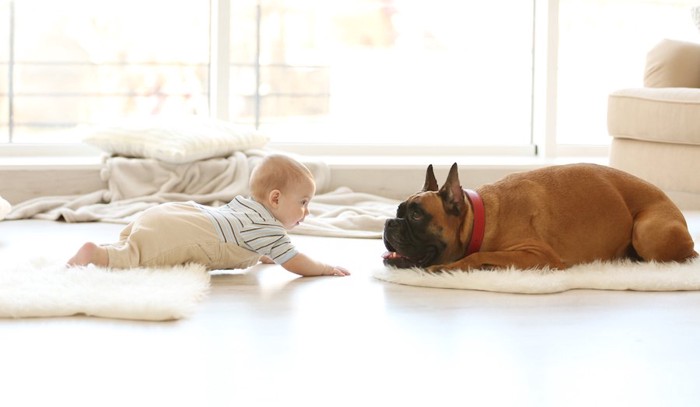 フローリングで向かい合う赤ちゃんと犬