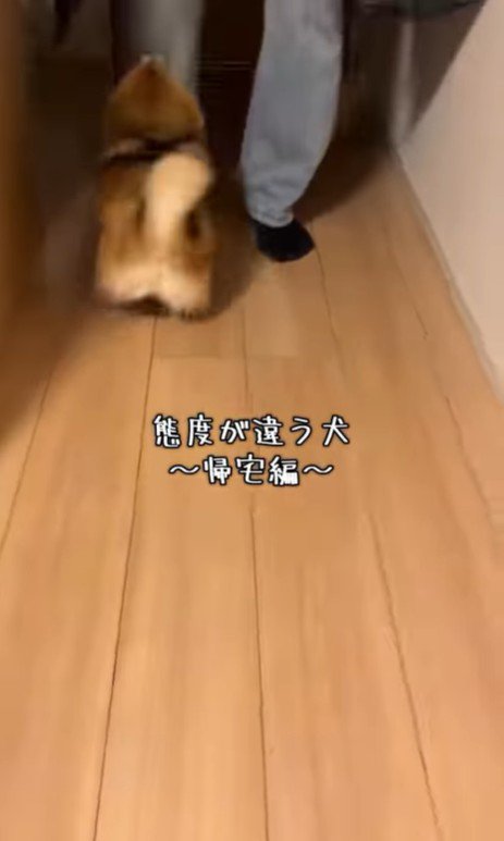 あずきちゃんの態度の違い
