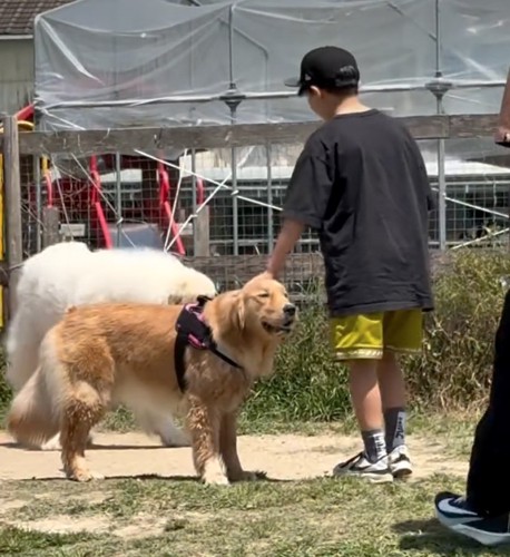 撫でられる犬