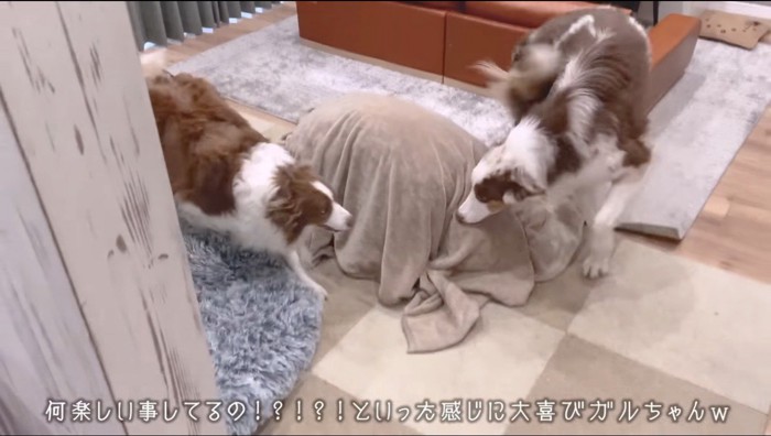 部屋に置かれた物体を嗅ぐ2匹の犬