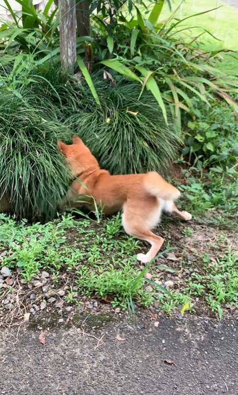 草むらが気になるコロちゃん4