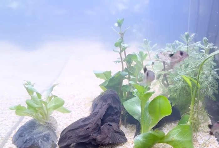 新しい水槽の中を泳ぐ魚たち