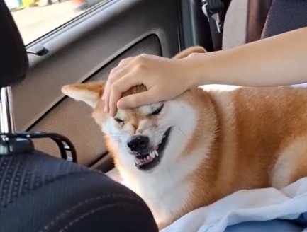 撫でられ