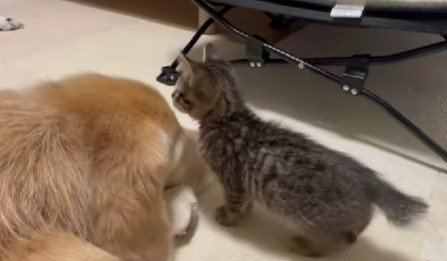 ゴールデンレトリバーと子猫