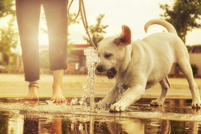 水におどろく子犬