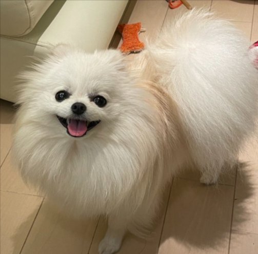 可愛すぎる