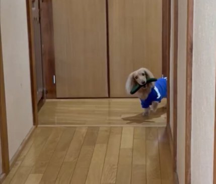 ダックス