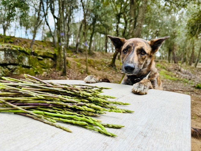 テーブルの上のアスパラガスを見つめる犬