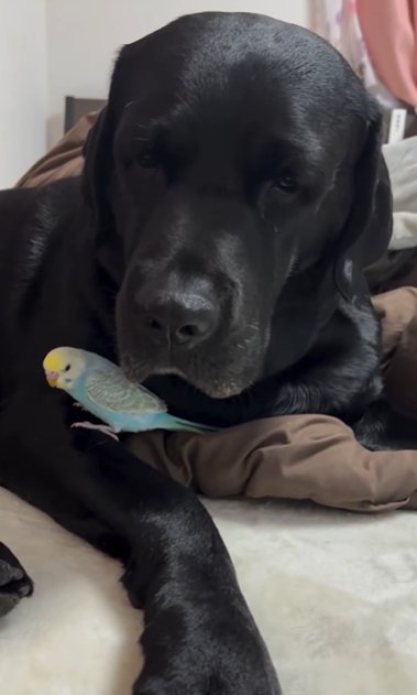 寝そべるラブラドールレトリバーとその前脚に留まるセキセイインコ