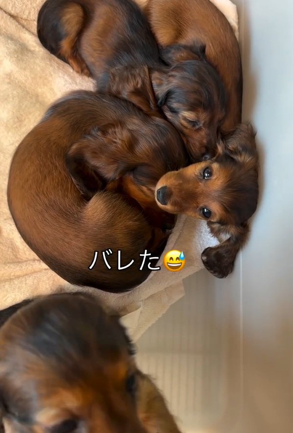 起きた子犬2