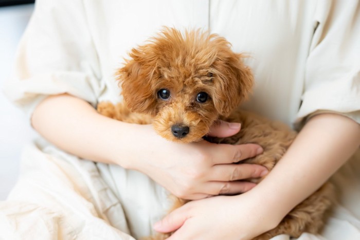 抱っこ、茶のトイプードル子犬