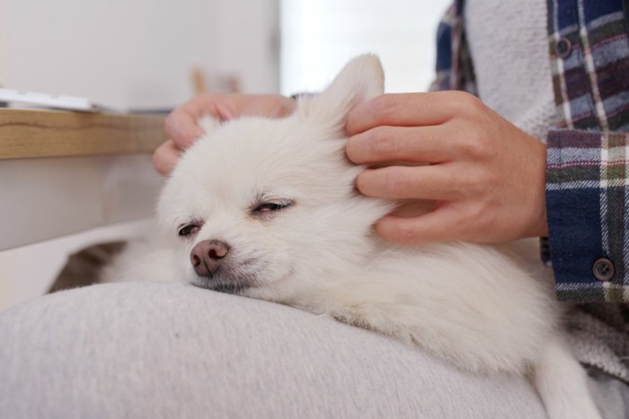 膝の上でマッサージしてもらう犬