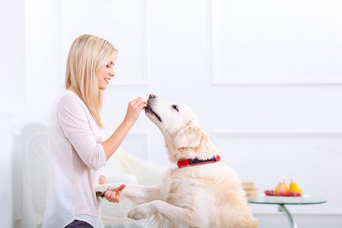 犬にご飯をあげる人