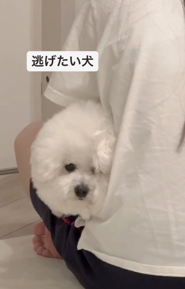 ヘッドロックされる犬3