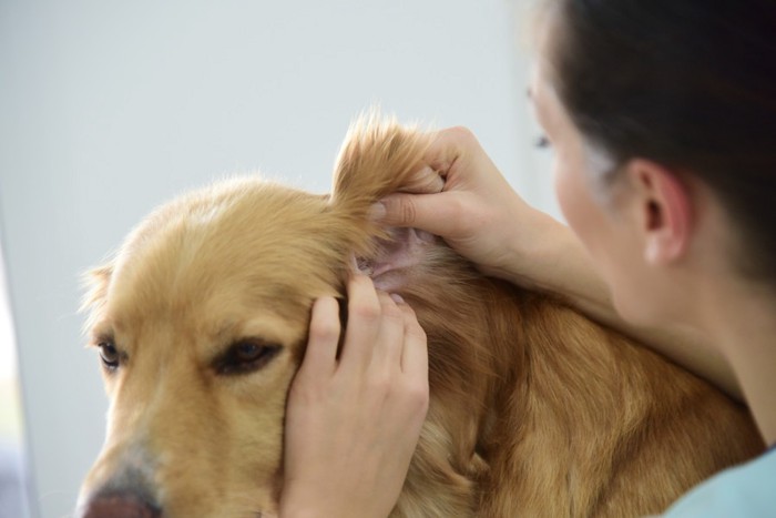 耳を診られている犬