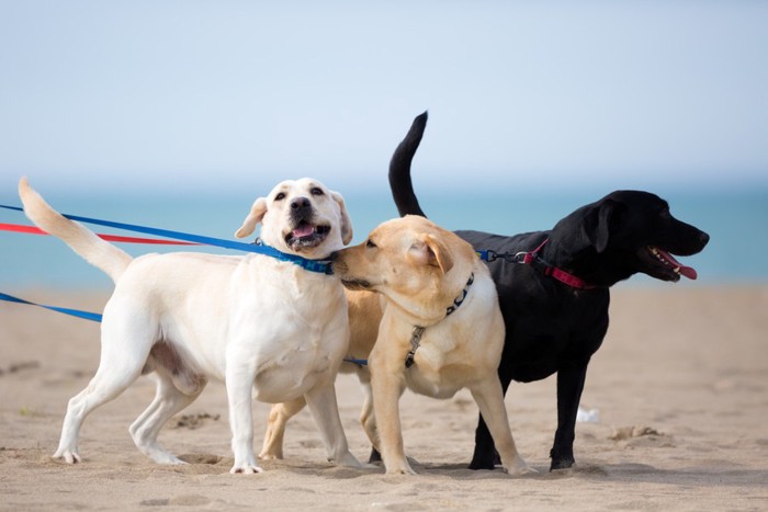 3匹の犬