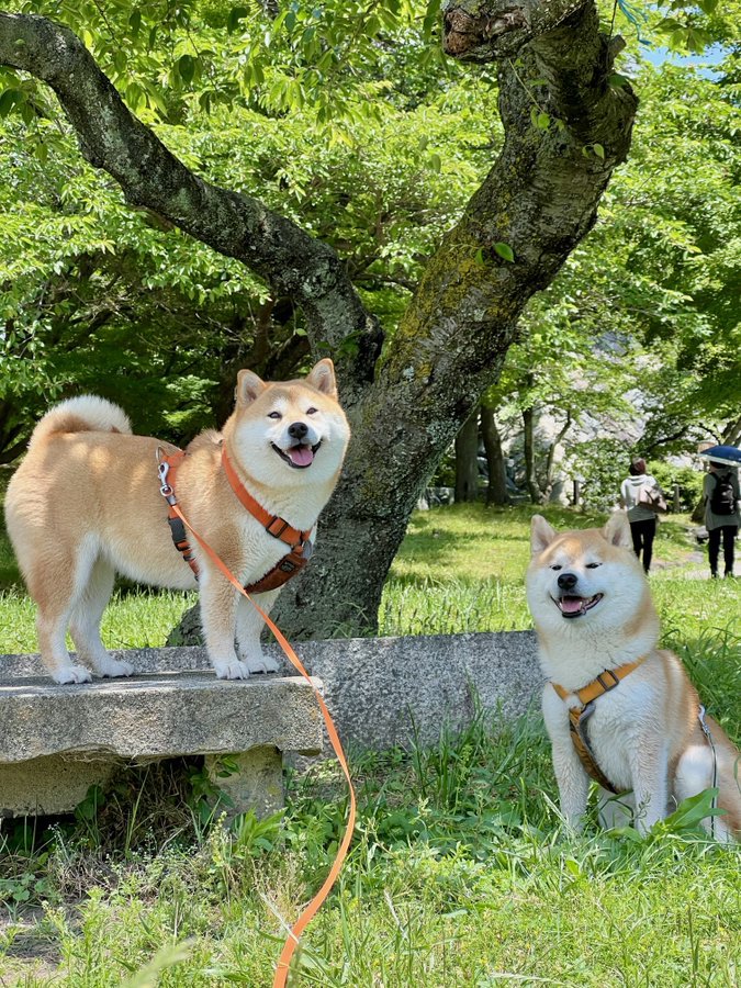 柴