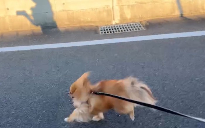 走る犬と飼い主1