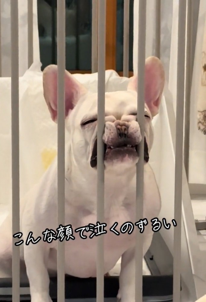 顔を柵に押しつける犬