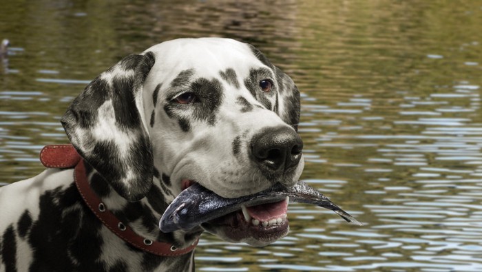 魚をくわえている犬