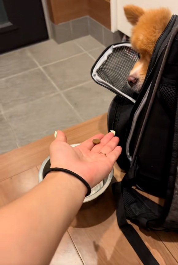 ご飯を与える投稿主さん