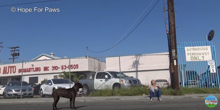 道路にたたずむ犬