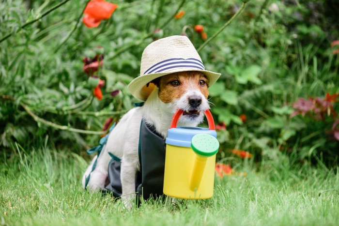 農夫の格好をしている犬