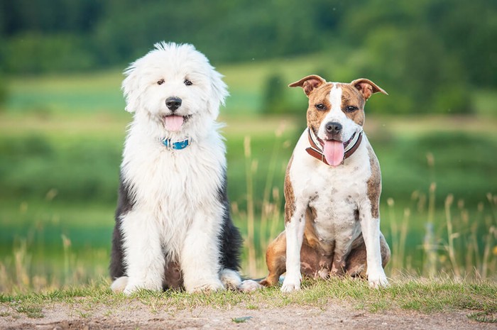 二匹の犬