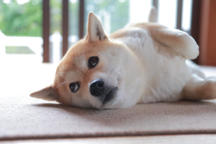 寝転がって上目遣いの柴犬