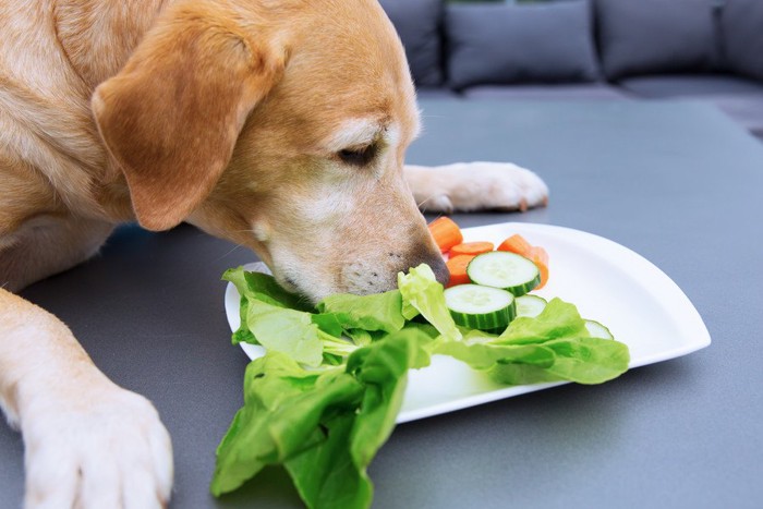 野菜の匂いを嗅ぐ犬