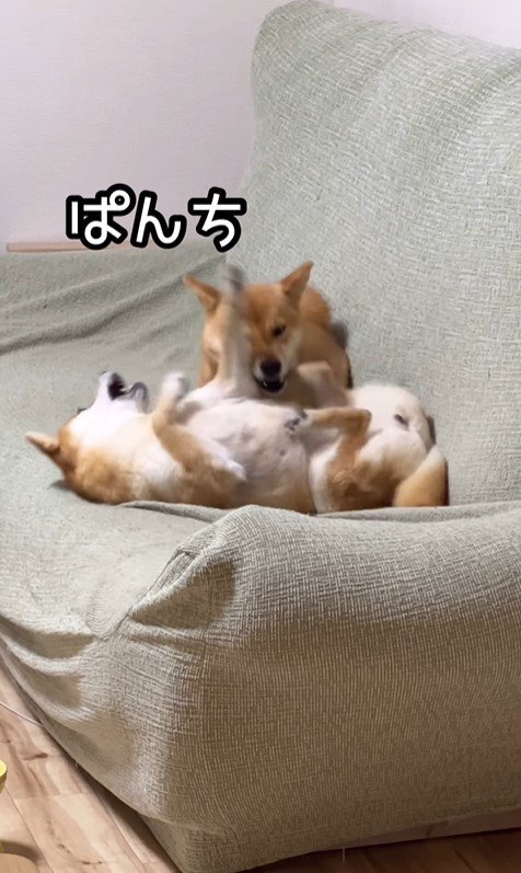 ちまきちゃんの倍返し