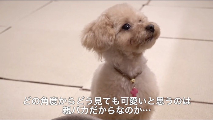 カメラに対して右側を向く犬