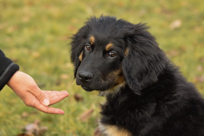 ホファヴァルトの子犬に手を差し伸べている様子