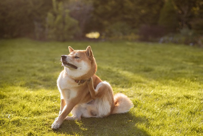 体を掻いている柴犬