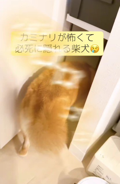 雷が怖くて…