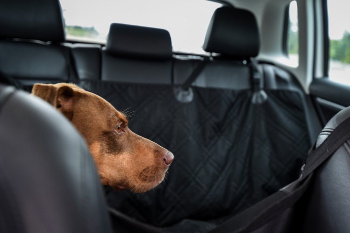 車内で静かな犬