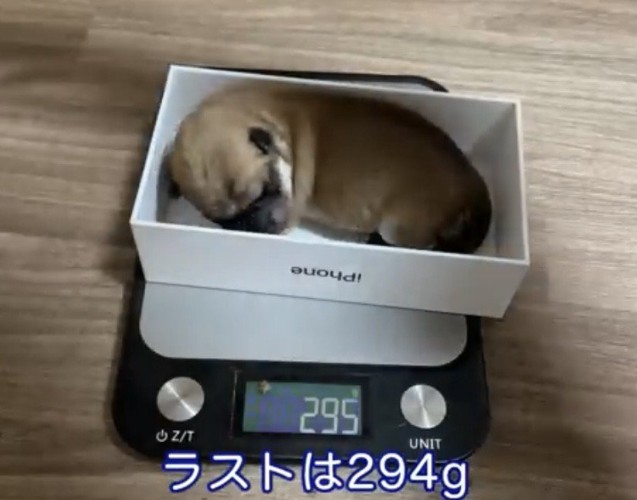 箱の中で丸くなる犬