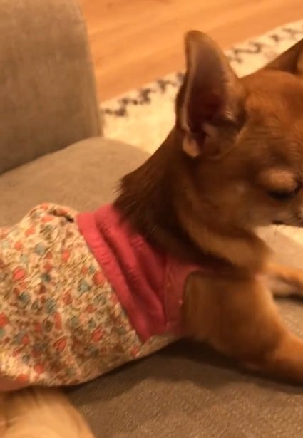 ソファに座るよもぎ子ちゃん