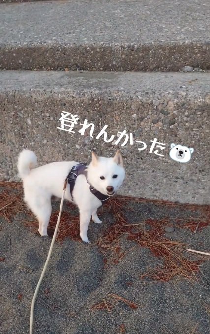 笑顔のワンコ