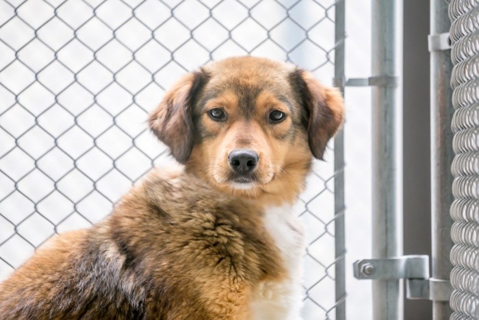 犬舎の中の垂れ耳の犬