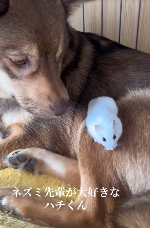 ハムスターを背に乗せた保護犬