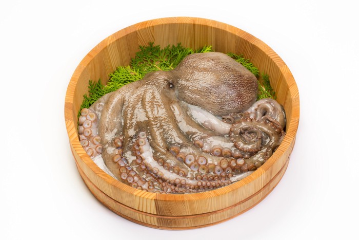 桶に入った生のタコ