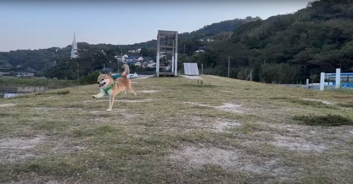 ドッグランの中を走る柴犬