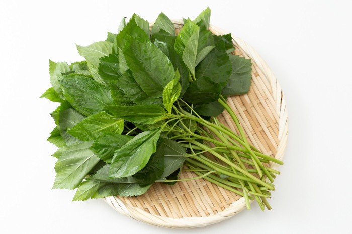 ざるの上にのせられたモロヘイヤの束