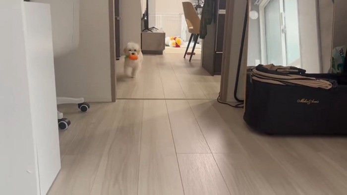 おもちゃをくわえたぽてと君