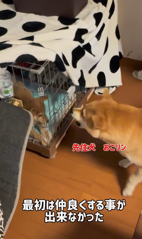 ケージの中にいる子犬に向かって吠えている犬