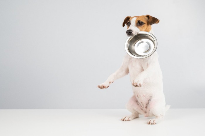 食器を咥えた犬